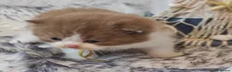 British Longhair cats for sale: Cinnamon & fawn bi colour longhair BLH  - Advert 10