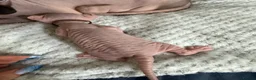 Sphynx cats for sale: ✨ Stunning 3 Elf Sphynx Kittens and one streight  - Advert 38