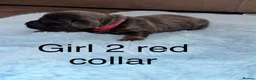 Miniature Dachshund dogs for sale: Miniature dachshund puppies - Advert 7