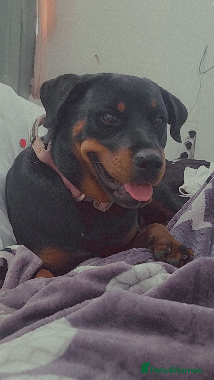 Rottweiler dogs Female rottweiler  - Advert 1