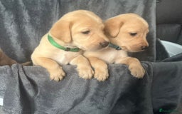 Labrador Retriever dogs for sale: Beautiful KC registered Labrador puppies - Image 13