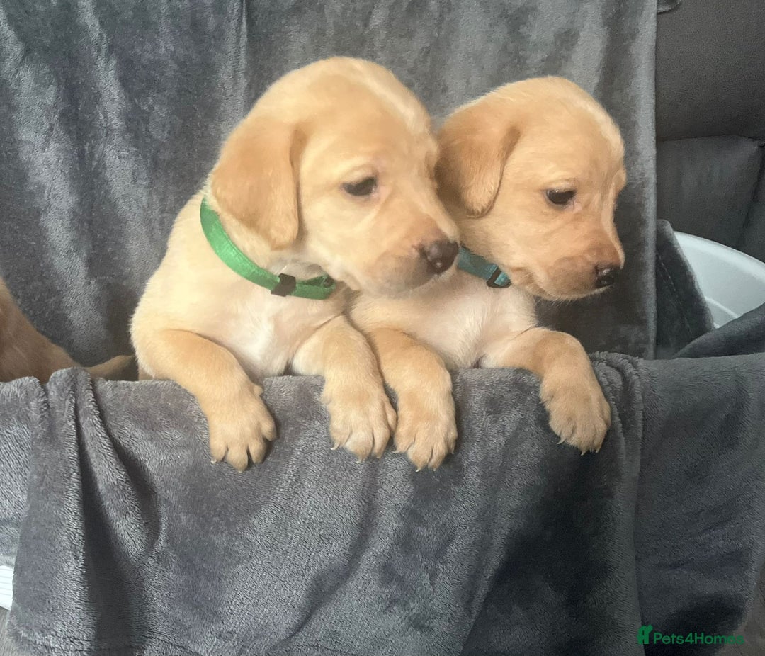 Labrador Retriever dogs for sale: Beautiful KC registered Labrador puppies - Image 13
