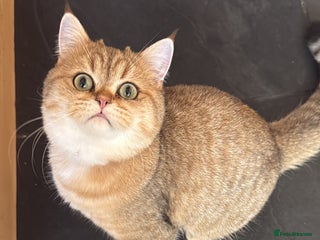 British Shorthair cats Give Simba a loving home - Advert 1