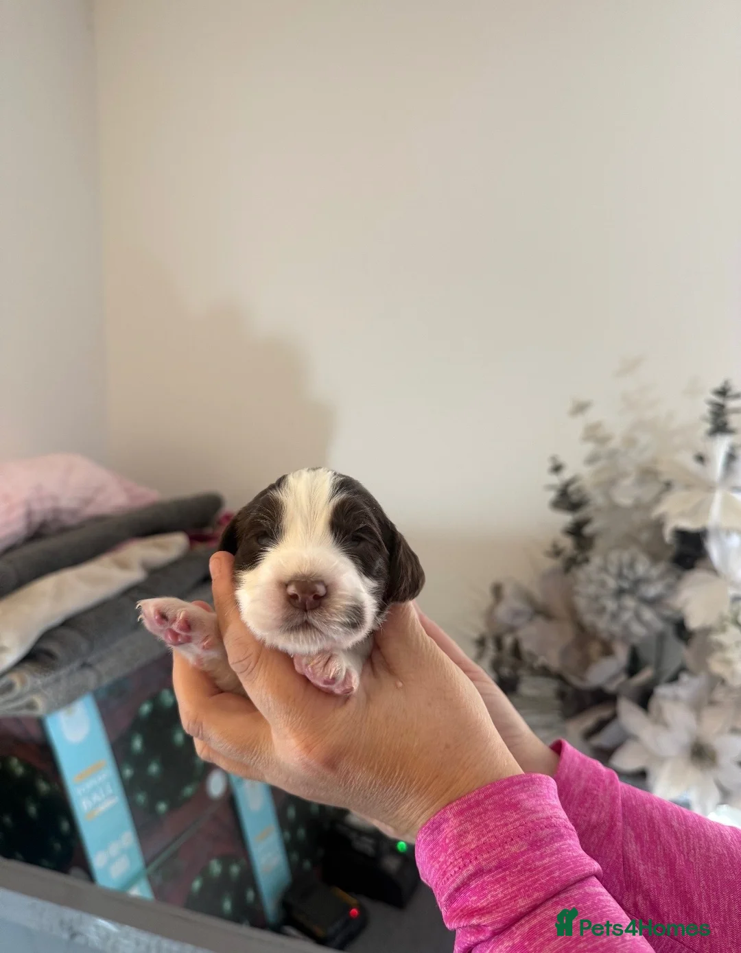 Cocker Spaniel dogs for sale: Stunning cocker spaniel pups  - Advert 2