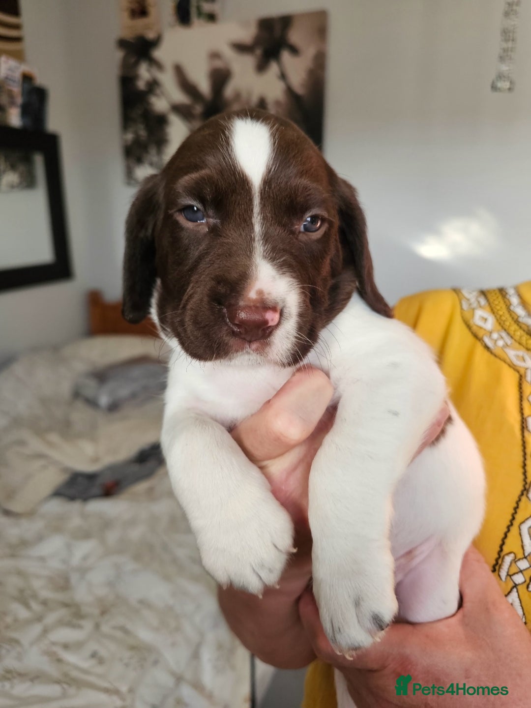 Springador dogs for sale: SPRINGADOR PUPPIES LOOKING FOR LOVING HOMES!  - Image 3