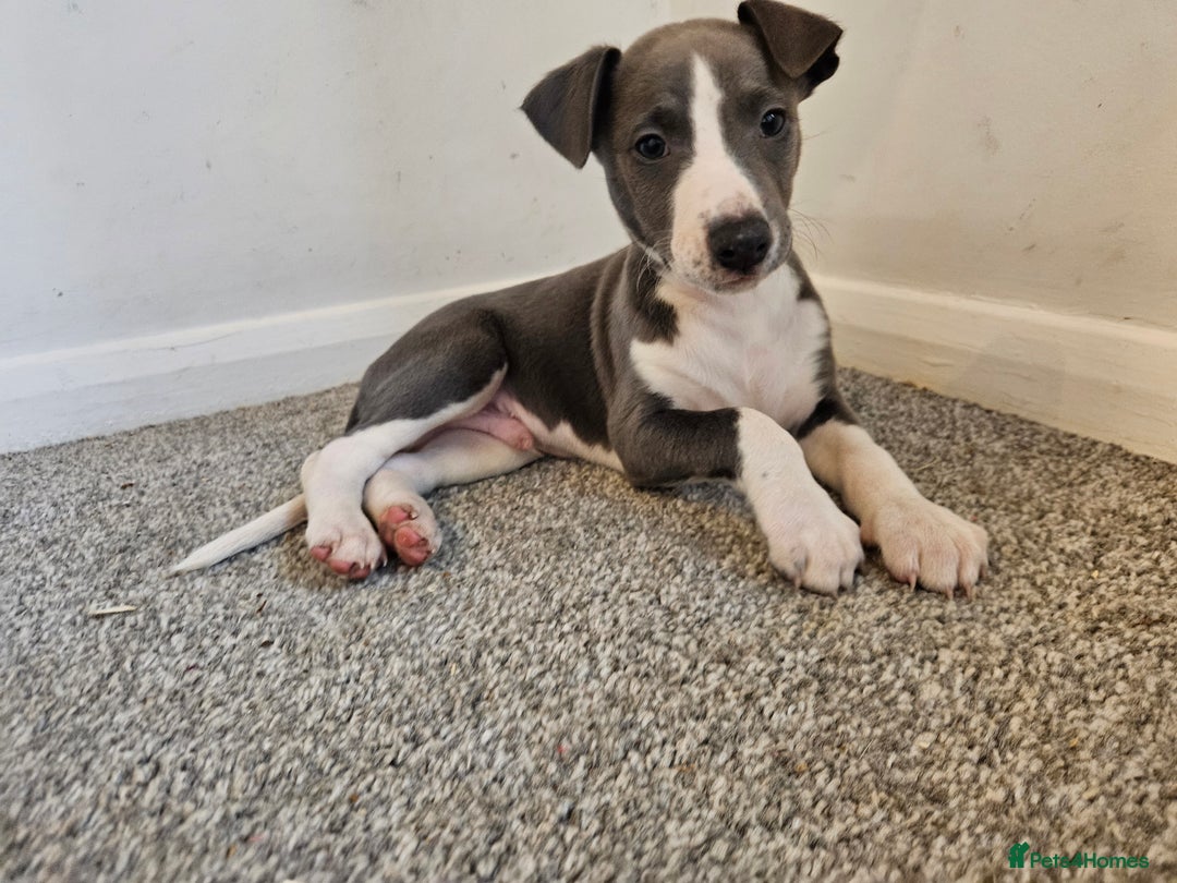 Whippet dogs for sale: KENNEL CLUB WHIPPETS  - Advert 16