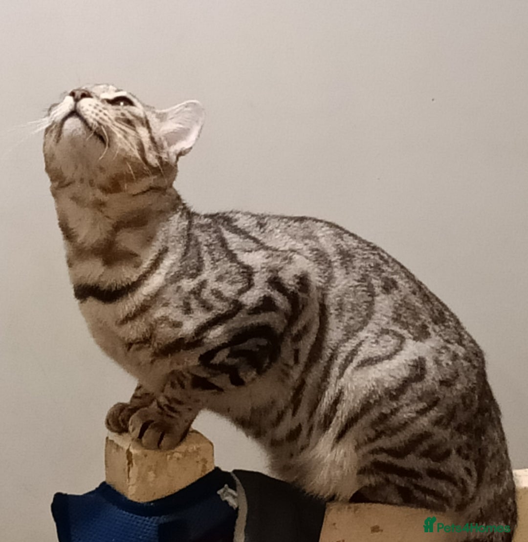 Domestic Shorthair cats for sale: Bengals  - Image 7