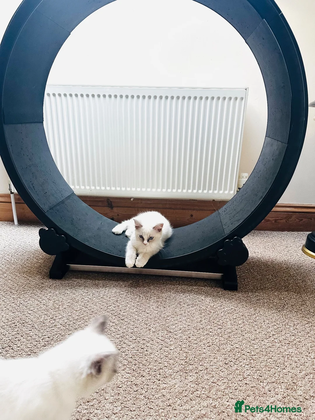 Ragdoll cats for sale: GCCF Ragdolls  - Advert 13