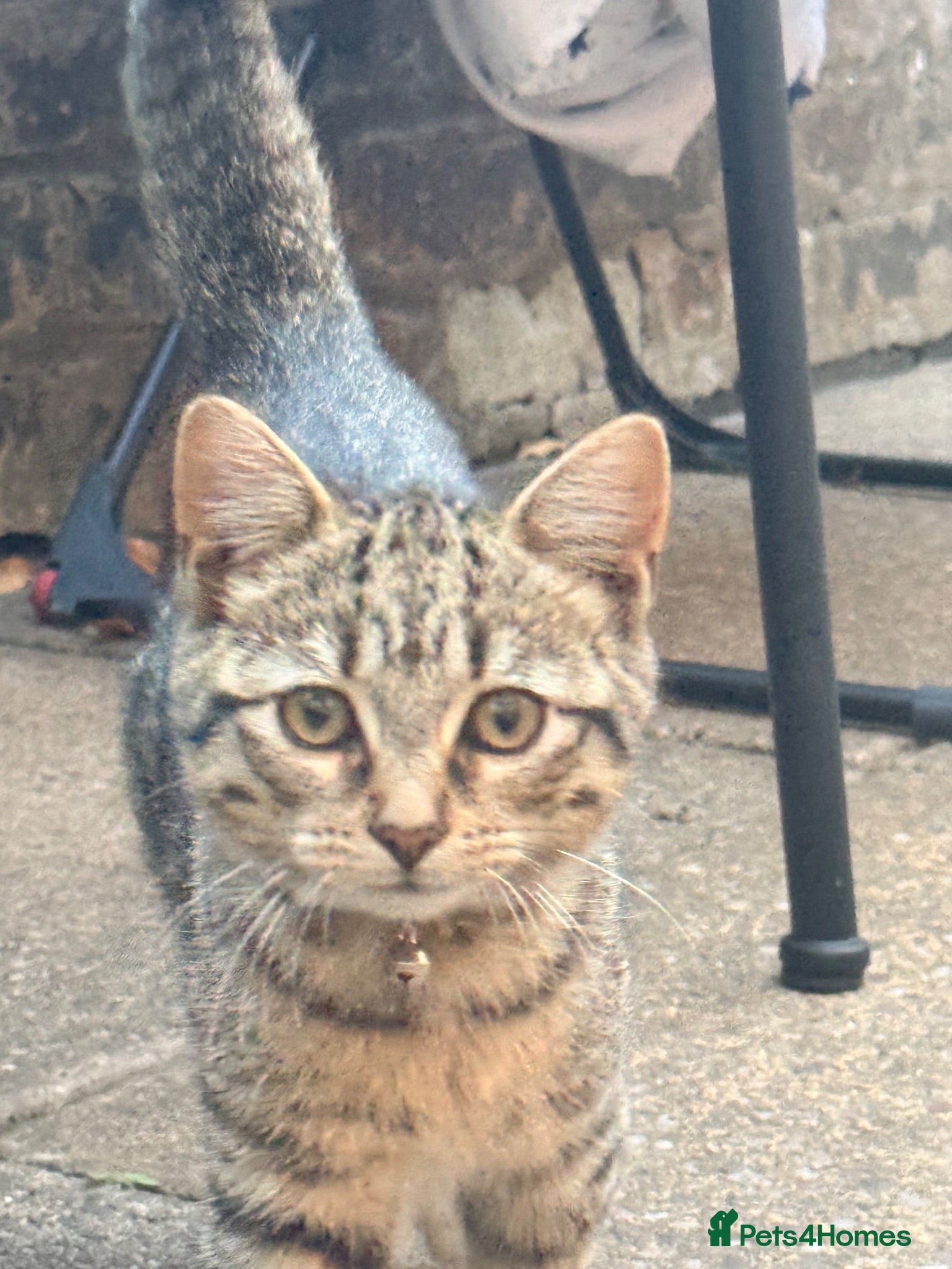 Mixed Breed cats 🐱 2 Beautiful Kittens Looking for Homes 🏡 - Advert 2