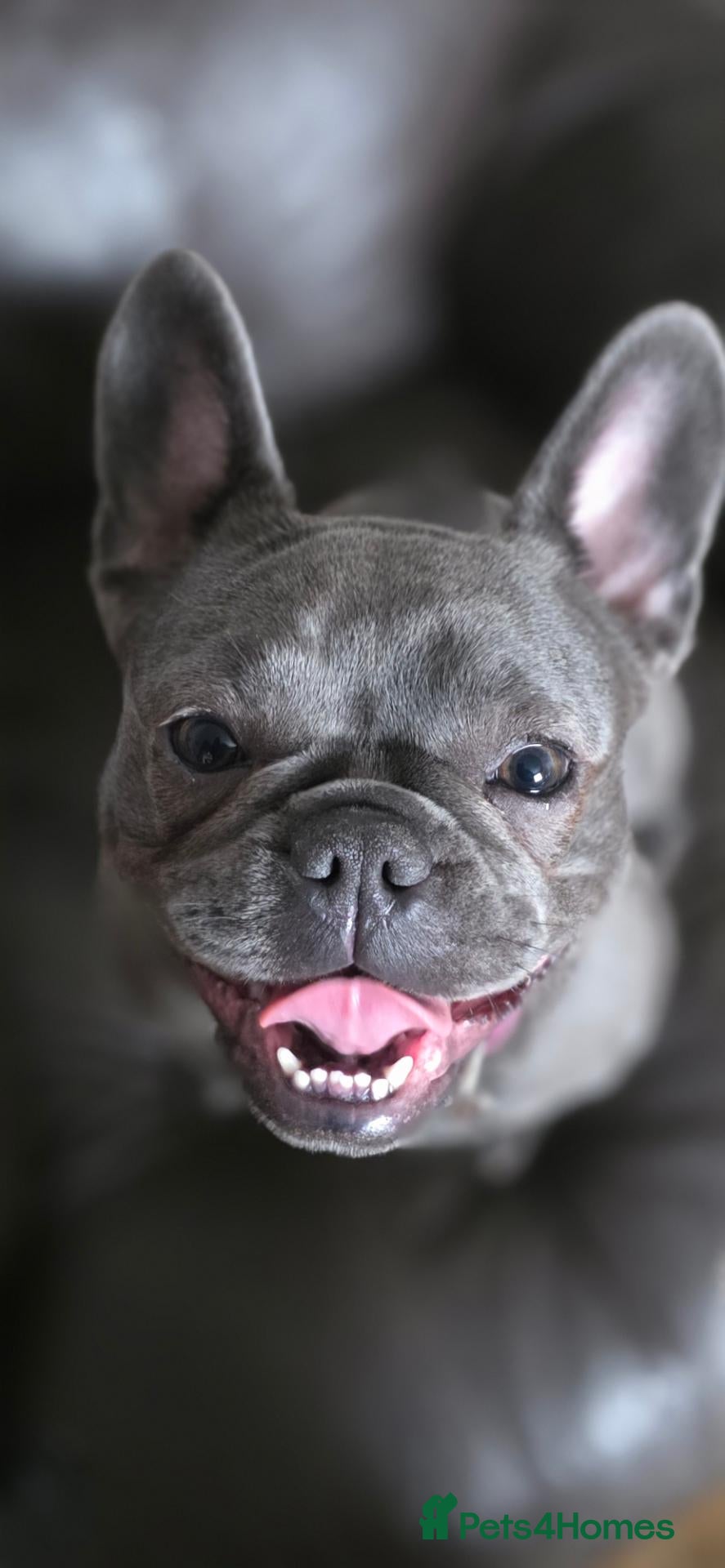 Mixed Breed dogs 3 mixed frenchie dachshund pups for sale - Advert 1