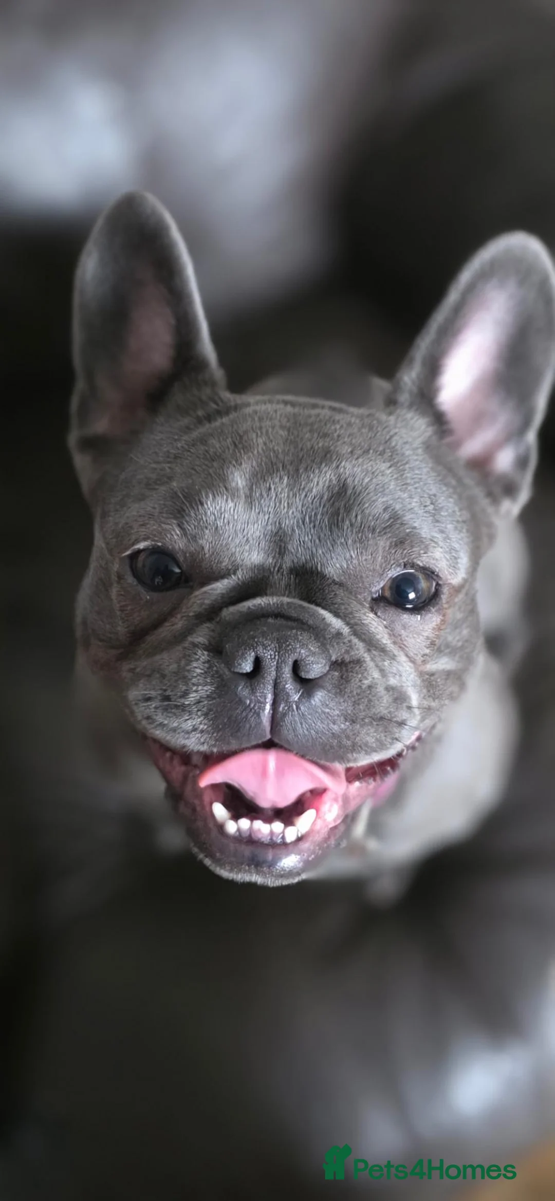 Mixed Breed dogs for sale: 3 mixed frenchie dachshund pups for sale in Bolton - Advert 1