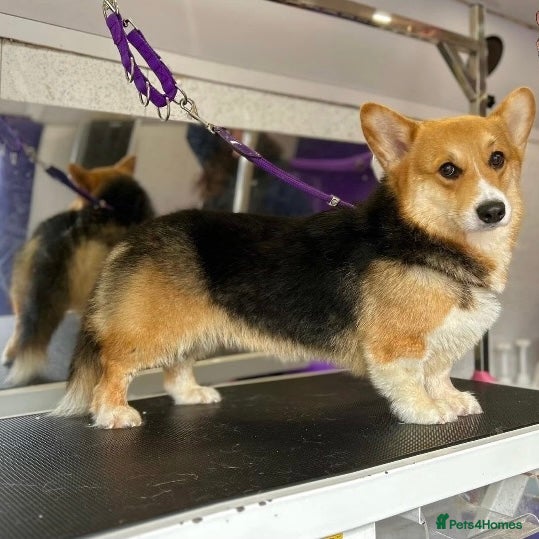 Welsh Corgi Pembroke dogs for sale: Fluffy puppies! - Advert 1