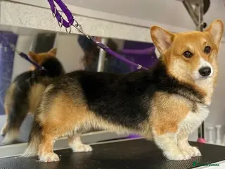 Welsh Corgi Pembroke dogs for sale: Fluffy puppies! - Advert 1