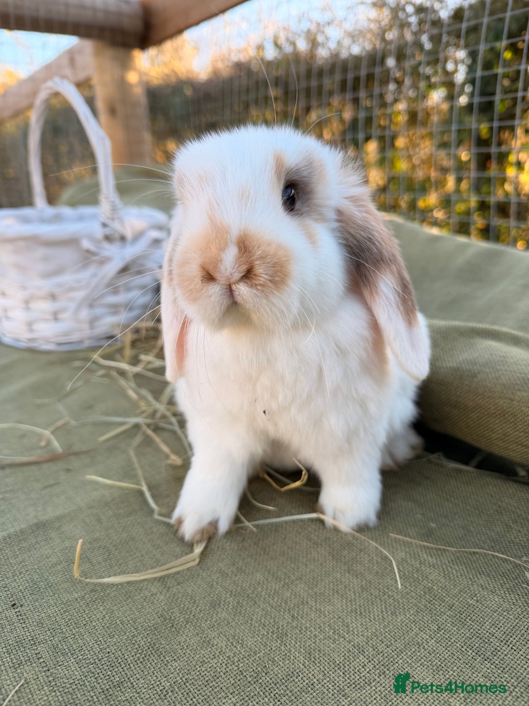 Mini Lop rabbits for sale: Mini Lop bunnies  - Advert 7