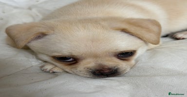 Pug dogs Adorable Pug x Pomeranian Puppy, Ready Today 🏡 - Advert 13