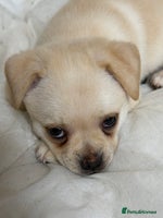 Pug dogs Adorable Pug x Pomeranian Puppy, Ready Today 🏡 - Advert 3