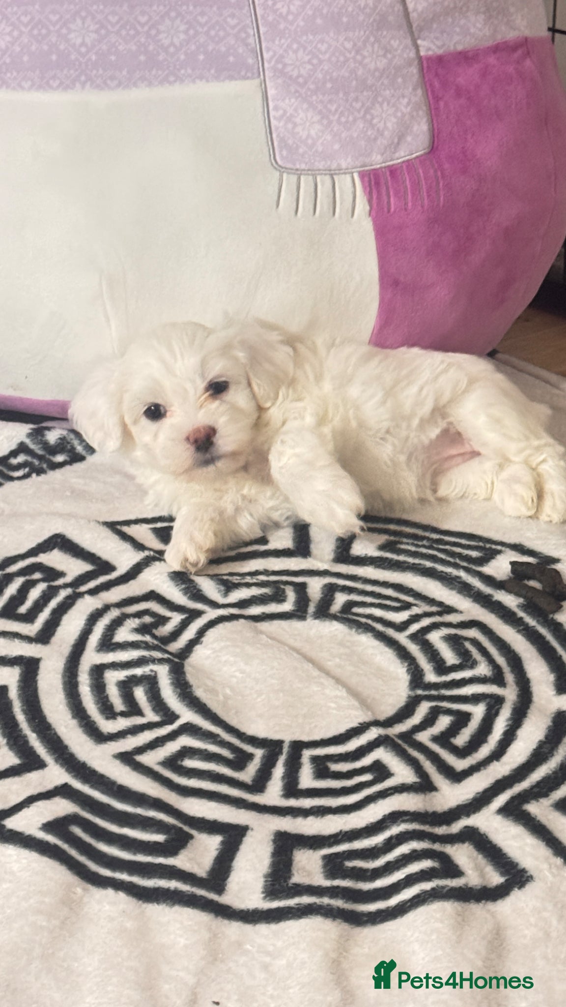 Bichon Frise dogs ❤️Adorable Bichon Frise Puppies-Tiny Clouds Of 🧡 - Advert 2