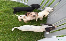 Cocker Spaniel dogs for sale: Cocker spaniel puppies  - Image 17