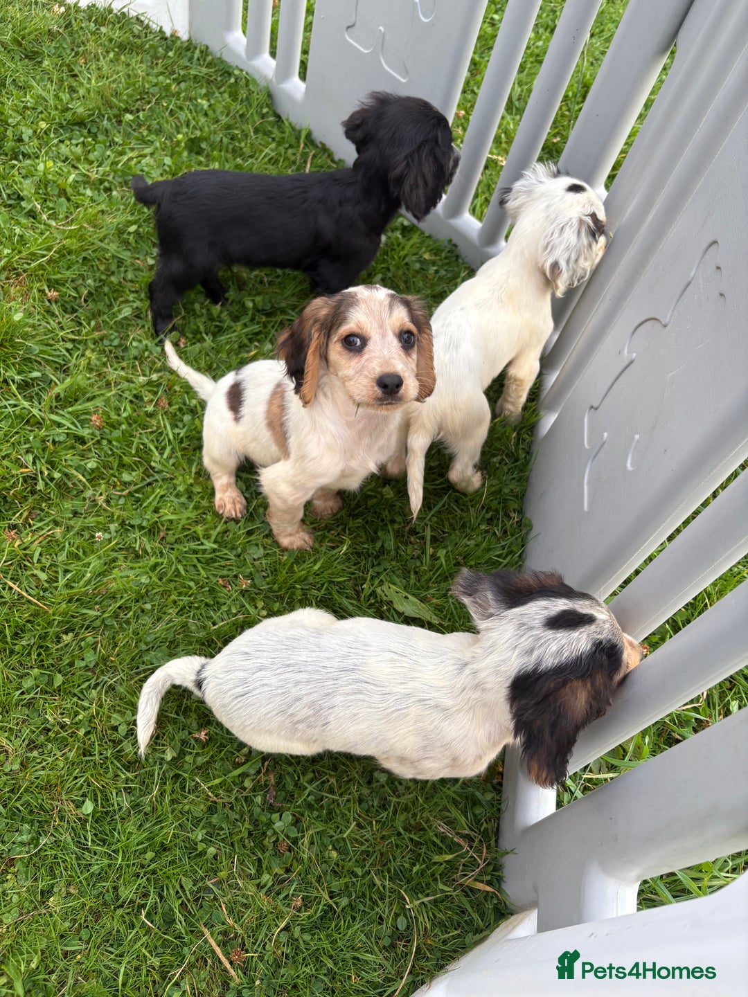 Cocker Spaniel dogs for sale: Cocker spaniel puppies  - Image 17