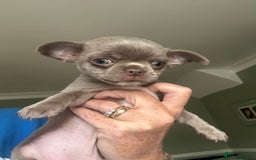 Chihuahua dogs for sale: Lilac chihuahua girls - Image 3