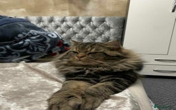 Siberian cats for sale: Purebred Siberian  - Image 3