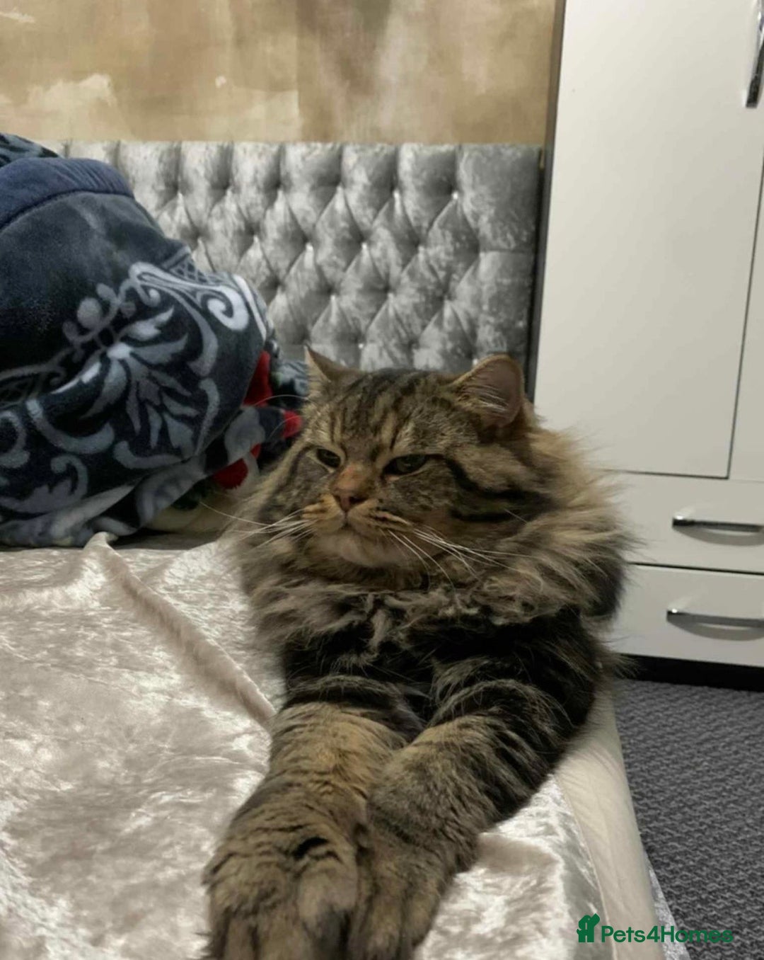 Siberian cats for sale: Purebred Siberian  - Image 3