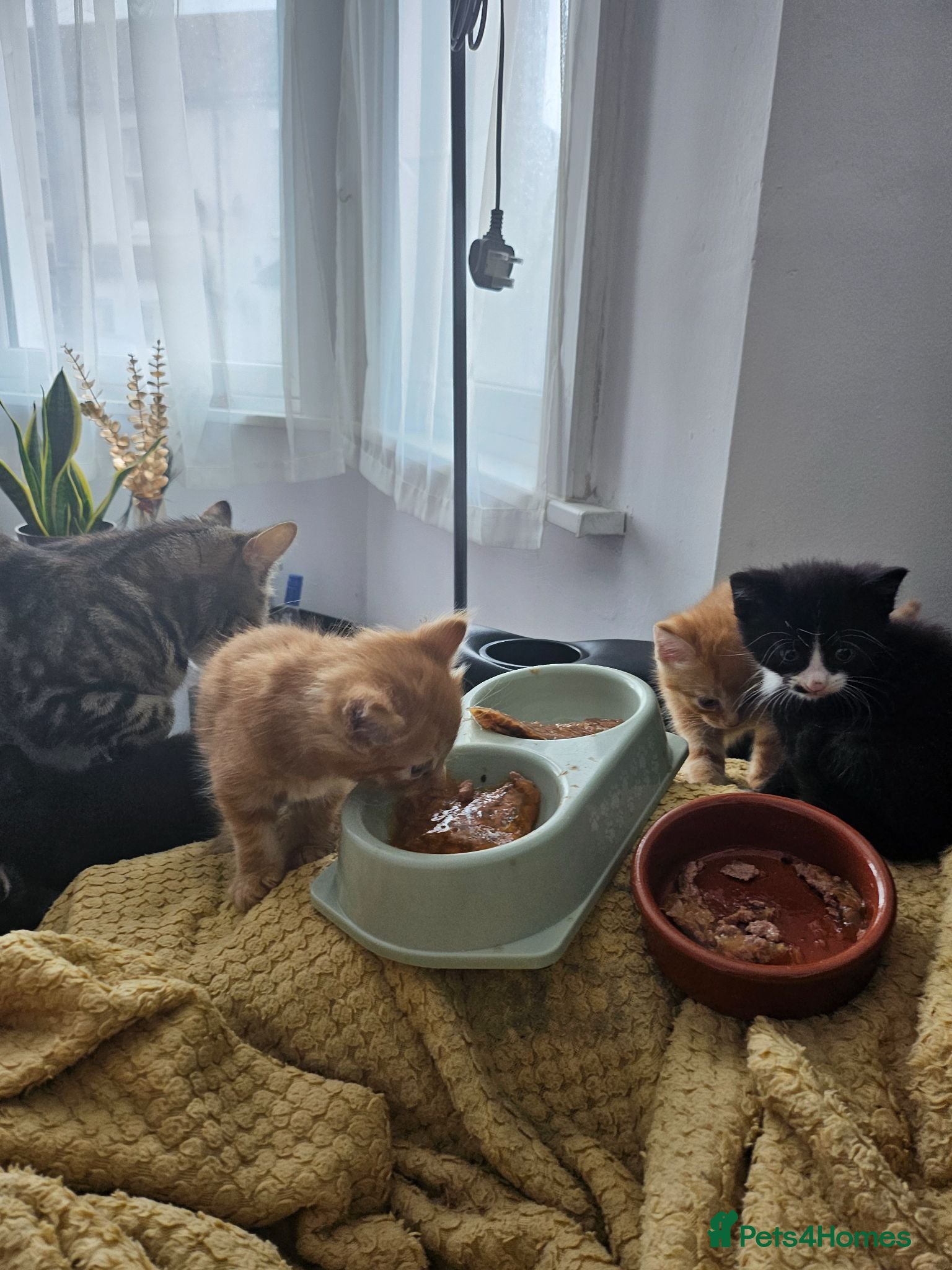 British Longhair cats Ready! Longhaired ginger, black b&w tabby stripes  - Advert 6