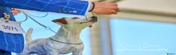 Jack Russell dogs for sale: KC Registered Smooth Jack Russell Terriers in Bordon - Advert 6