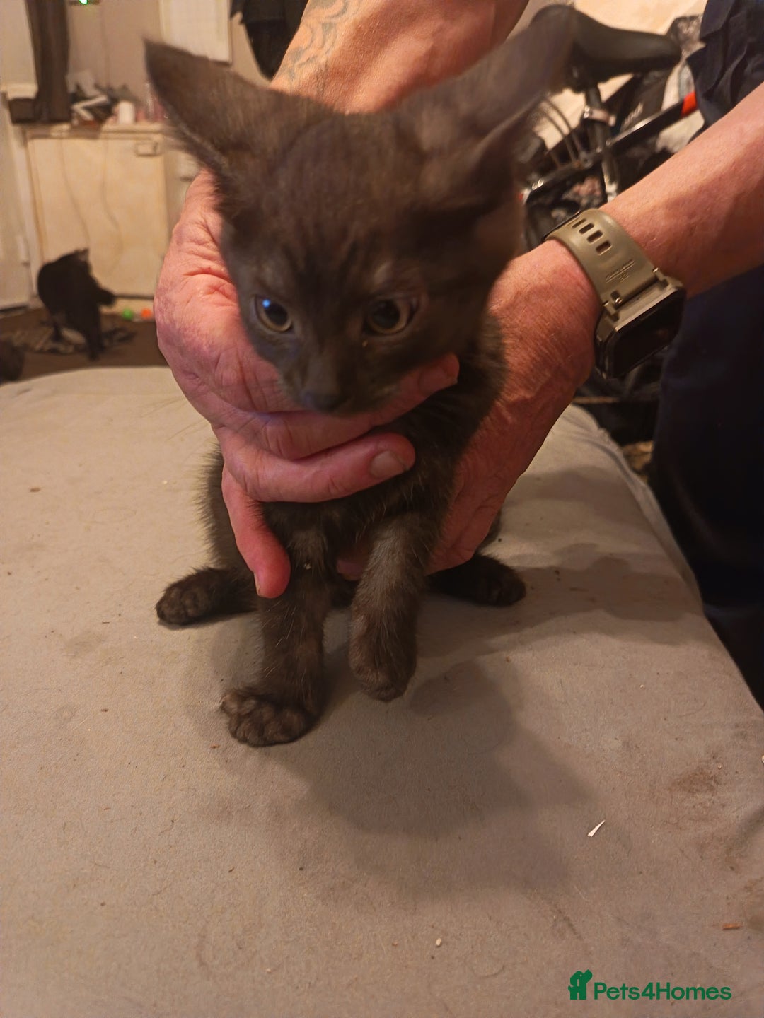 Mixed Breed cats for sale: Kittens - Advert 11