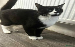 Mixed Breed cats for sale: Tuxedo boy, cat - Advert 1
