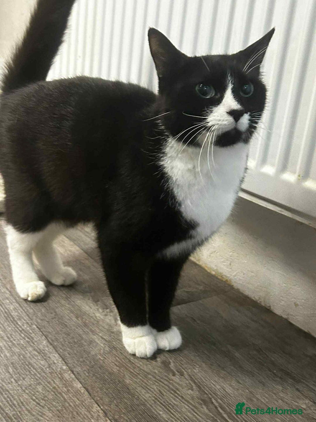 Mixed Breed cats for sale: Tuxedo boy, cat - Advert 1