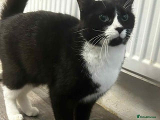 Mixed Breed cats Tuxedo boy, cat - Advert 2