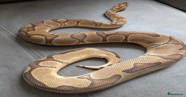 Python Snake reptiles - Advert 3