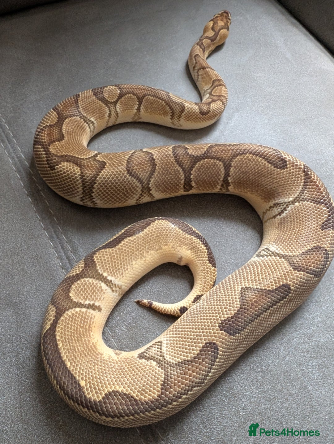 Python Snake reptiles for sale: Royal pyrhons  - Image 3