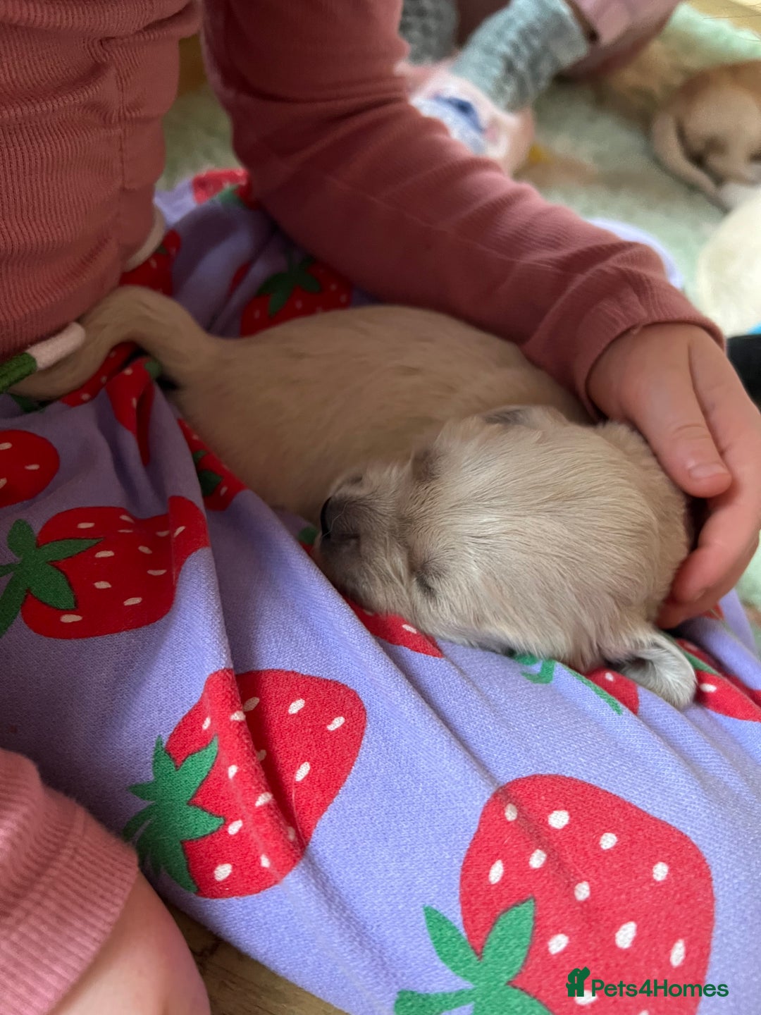 Golden Retriever dogs for sale:  Golden Retriever Puppies – KC Registered - Advert 21