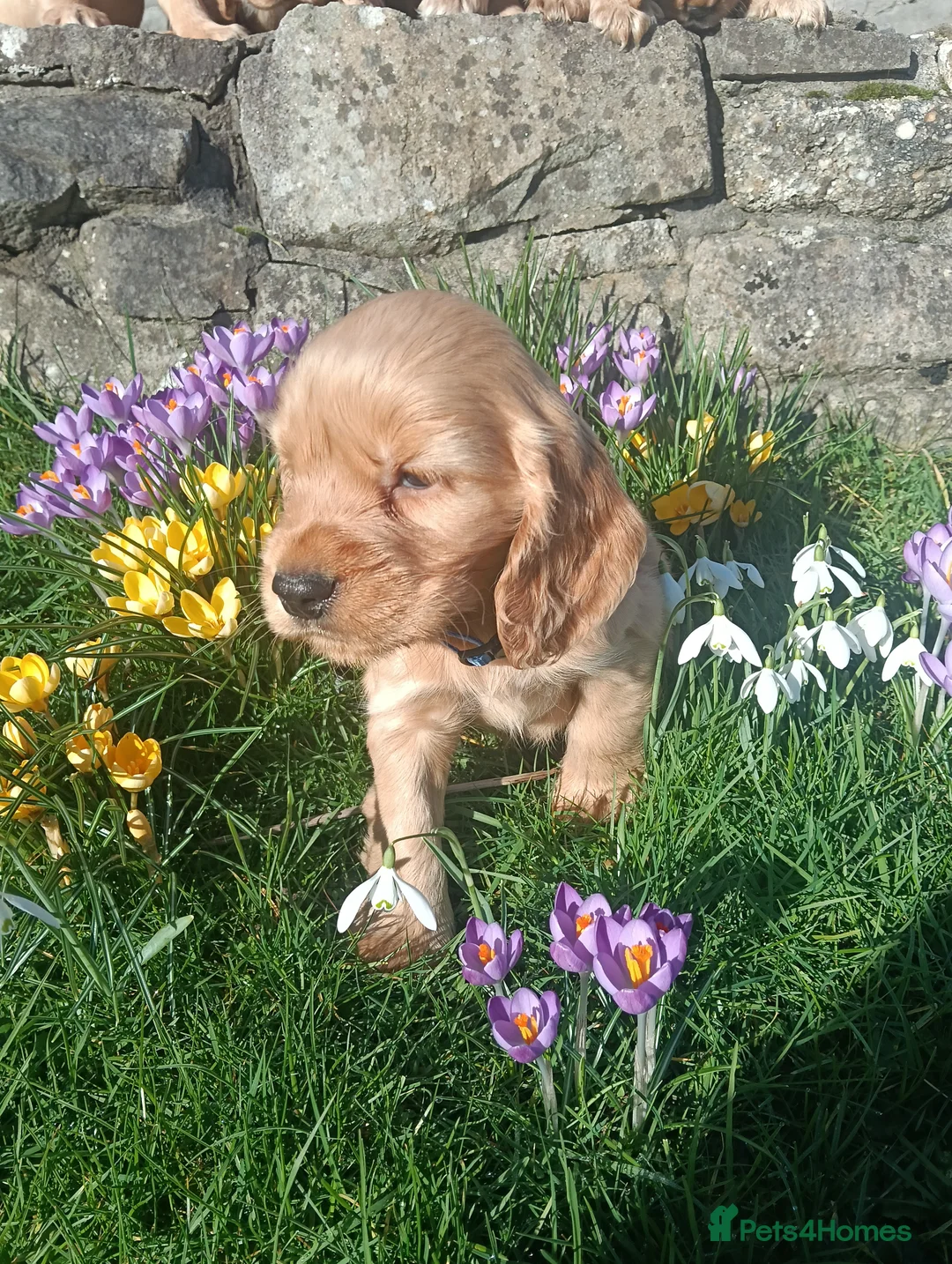 Cocker Spaniel dogs for sale: Quality Golden Show Type Cocker Spaniel puppies - Advert 16