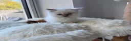 Ragdoll cats for sale: ✨ Beautiful GCCF Ragdoll Kittens from Serenity✨ - Advert 39