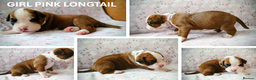 Boxer dogs for sale: 9 Boxer Puppies mix of bob&long tail ready 22 Jan - Advert 3