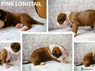 Boxer dogs 9 Boxer Puppies mix of bob&long tail ready 22 Jan - Advert 3