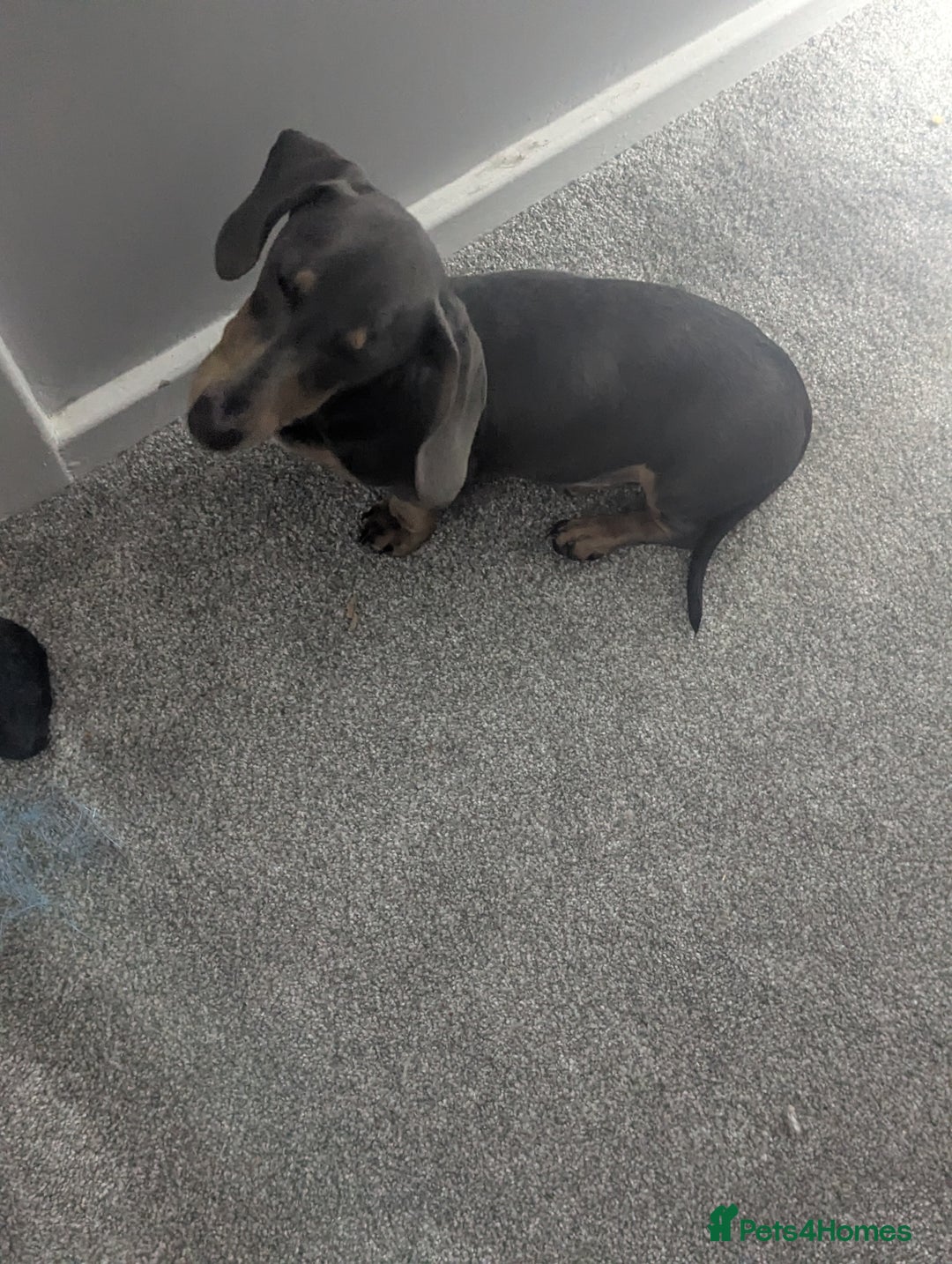 Dachshund dogs for sale: Beautiful boy - Advert 4
