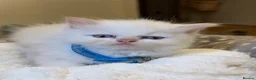 Ragdoll cats for sale: Ragdoll kittens  - Advert 3