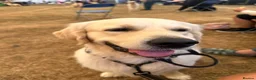 Golden Retriever dogs for stud: STUD DOG ‘ORLAGOLD MAJOR TOM’ (Ziggy)  - Advert 6