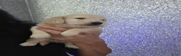 Miniature Dachshund dogs for sale: Clear cream miniature long-haired Dachshunds - Advert 9