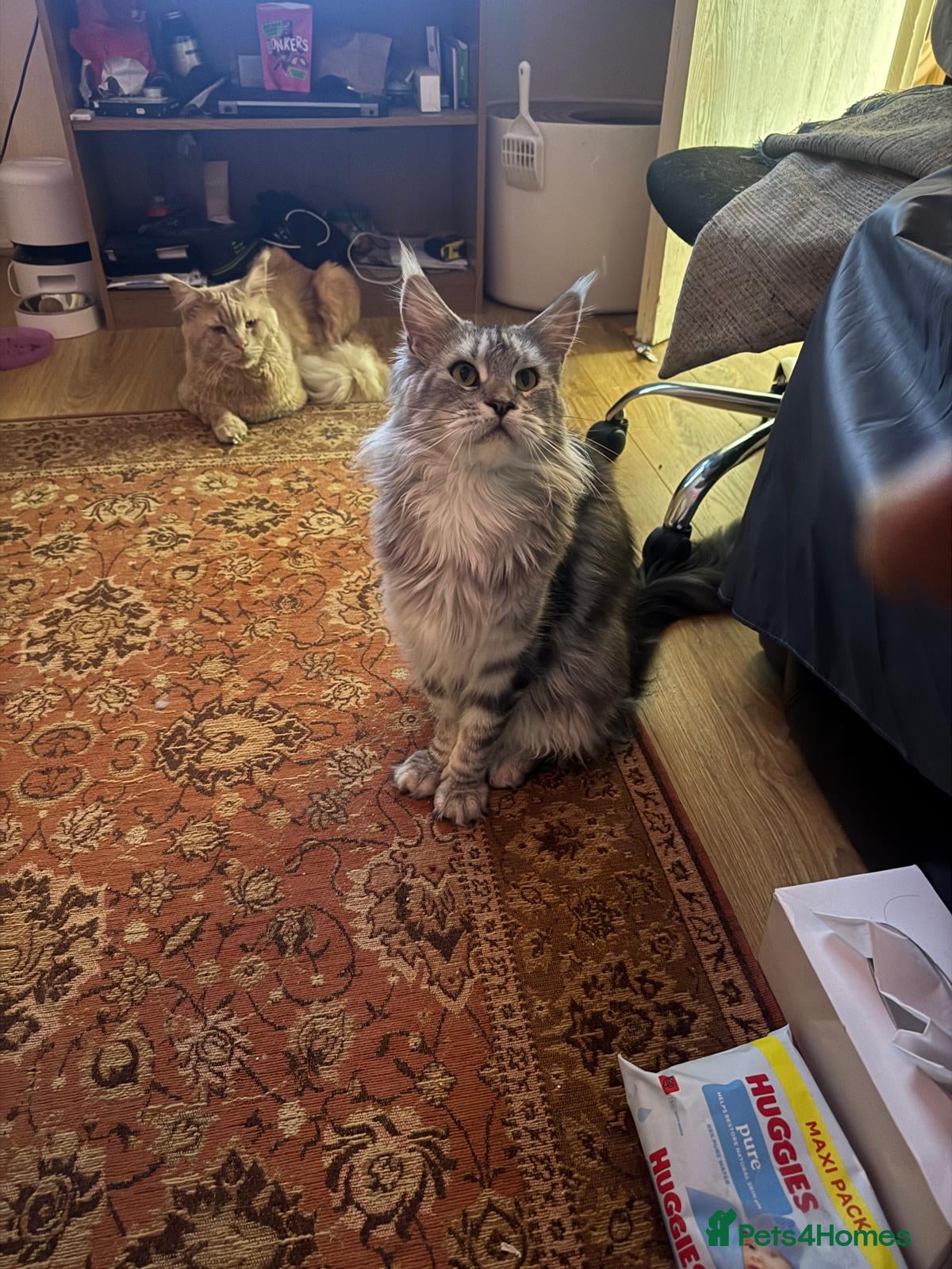 Maine Coon cats Maine Coon Kitten & Mother Cat For Sale - Advert 2
