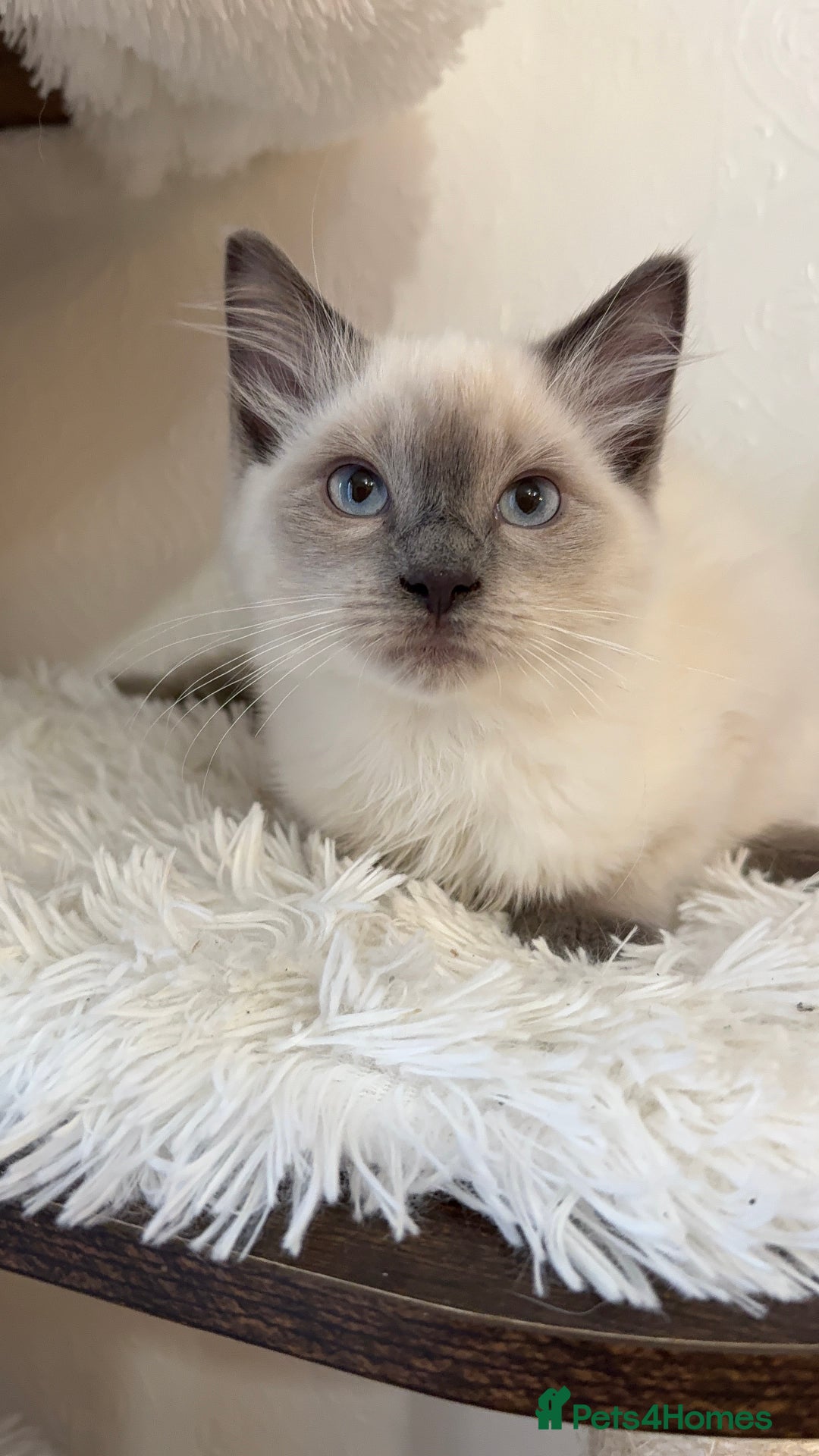Ragdoll cats for sale: Seal point ragdoll female  - Image 9