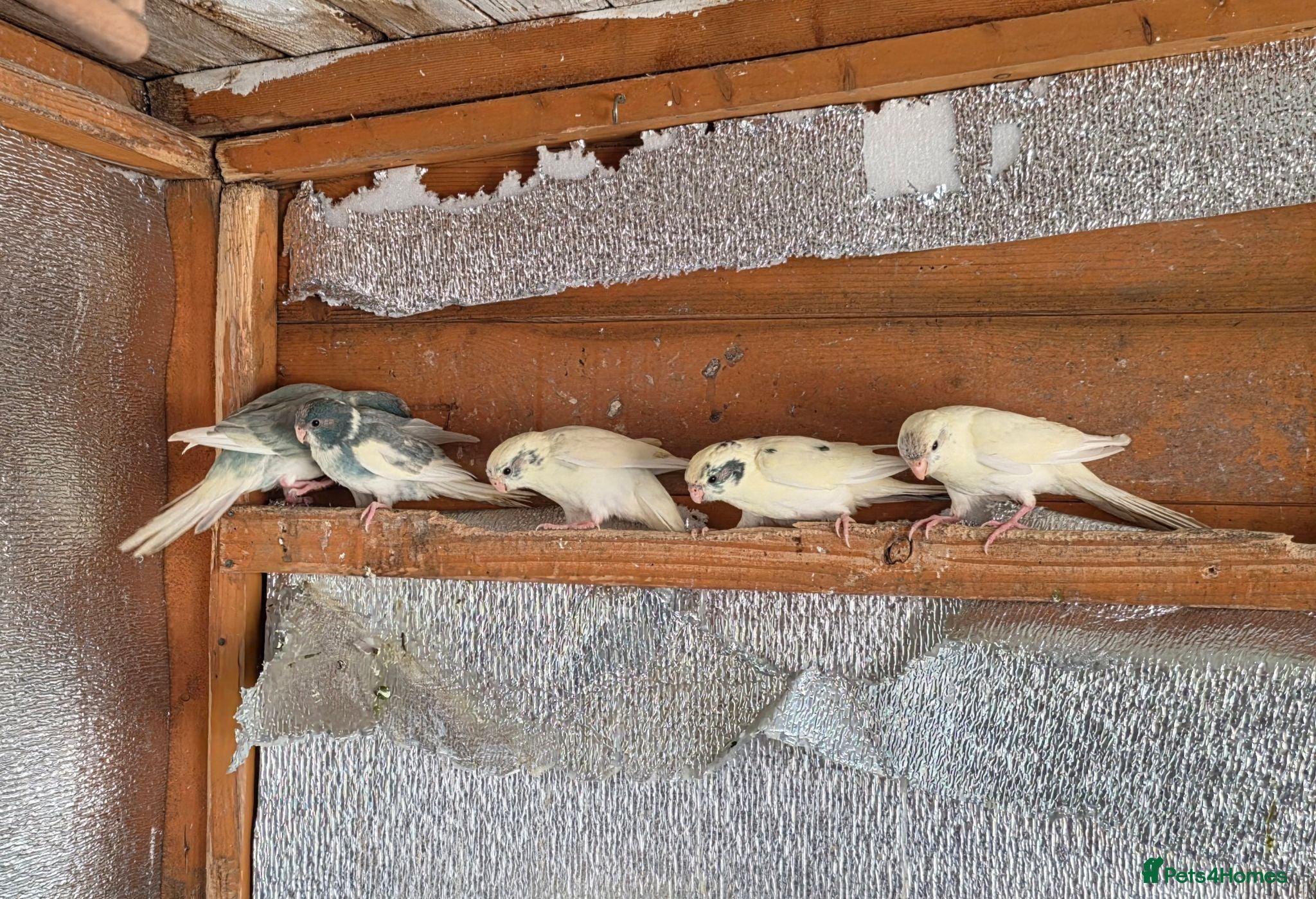 Mixed Breed birds Kakarikis, Cockatiel and bengalize finches  - Advert 1