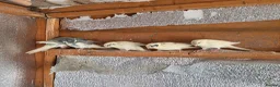 Mixed Breed birds for sale: Kakarikis, Cockatiel and bengalize finches  - Advert 1