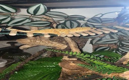 Gecko reptiles for sale: Female crested gecko  - Image 3