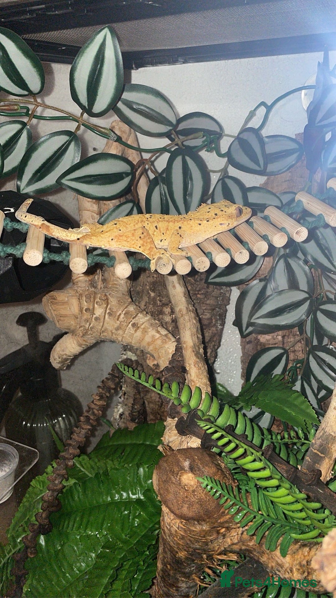 Gecko reptiles for sale: Female crested gecko  - Image 3