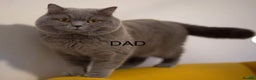 British Shorthair cats for sale: British Shorthair Blue 3 Girls GCCF registered  - Advert 10
